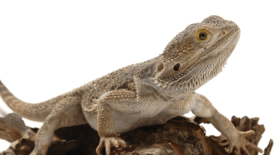 Dragon:S2d2zgosrig= Reptiles