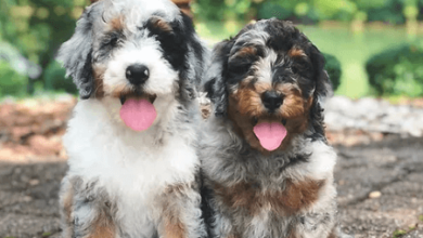 Puppy:Ihhz1j0nkcy= Bernedoodles