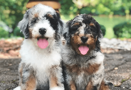 Puppy:Ihhz1j0nkcy= Bernedoodles