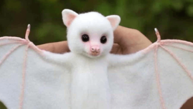 Cute:-_Noi7qvbwi= Bat