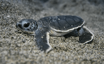 Cute:Avcuk1fbj54= Turtle