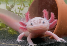 Cute:Dyf8c8wezxm= Axolotl