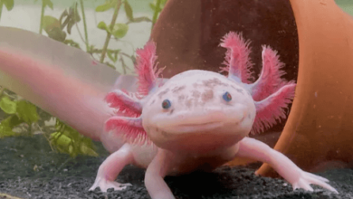 Cute:Dyf8c8wezxm= Axolotl