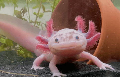 Cute:Dyf8c8wezxm= Axolotl