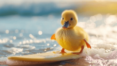 Cute:Mq1dy-Nnlwa= Duck