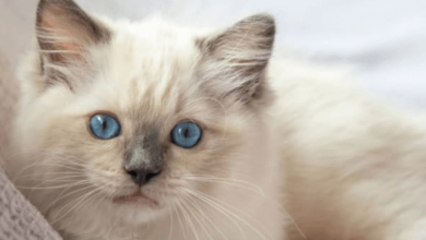 Cute:Vpier3s64be= Cat