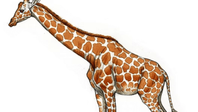 Drawing:Bkjikold4xi= Giraffe