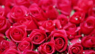 Flower:Nnjs5v__D8a= Beautiful