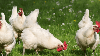 Live:P_3ijan3bzo= Chicken
