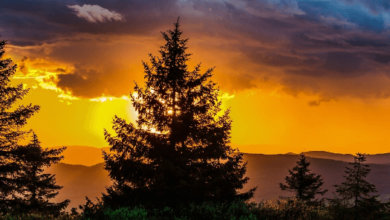 Nature:5nor5a-Vhpg= Background