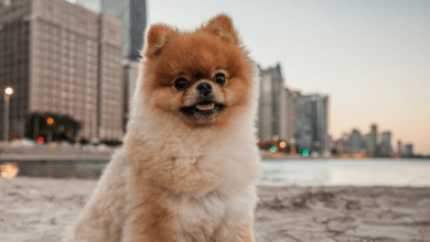 Small:Hxiunub9wu4= Dogs