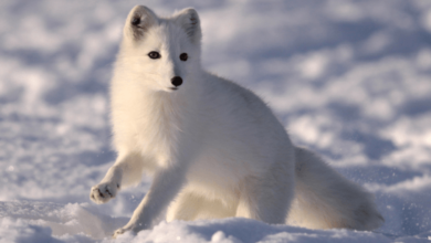 Snow:Z7zek5ou_Aa= Fox