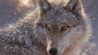 Art:Vygdijnaili= Wolves