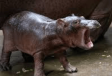 Baby:2c8dwtjmk4s= Hippo