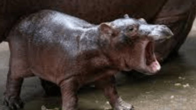 Baby:2c8dwtjmk4s= Hippo