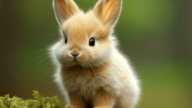Bunny:G20bacyjnym= Cute