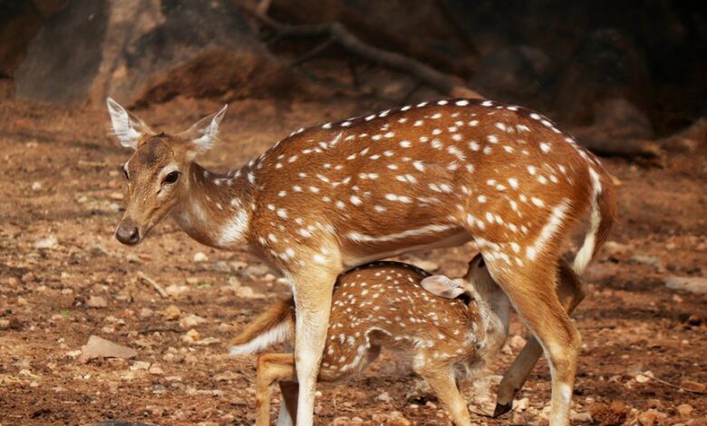 apex axis start leadership fueling strategic leadership