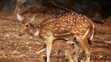 quantum axis dynamic growth initiated