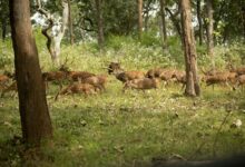 stellar axis 9035937800