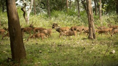 velocity axis starts 9012520378 leading next level change