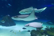 animal species discovery guide