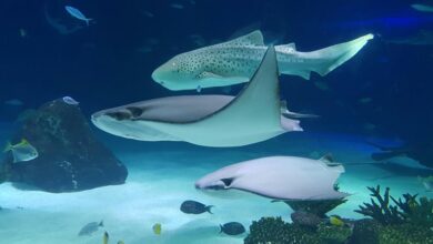 animal species discovery guide