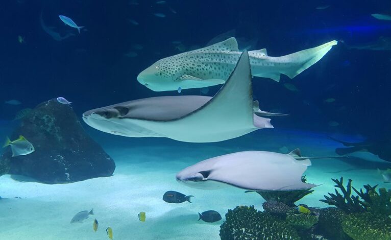 animal species discovery guide