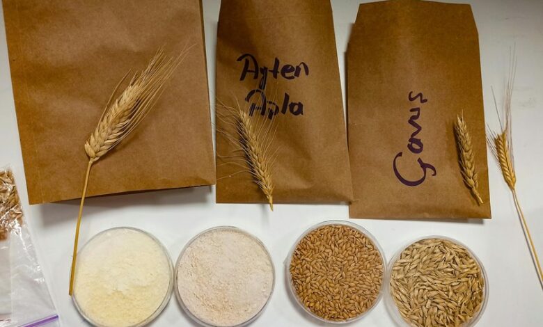 food additives research hub